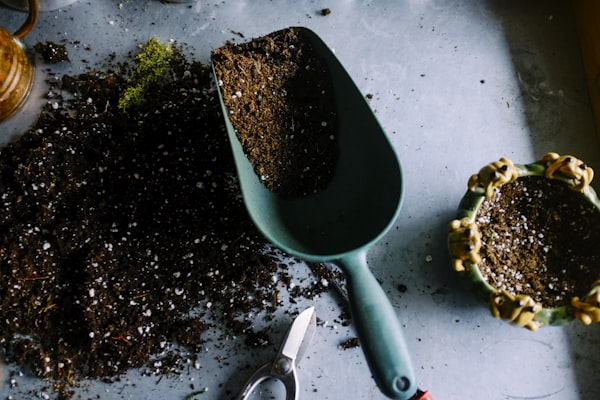 Money Plant in Ceramic Pot