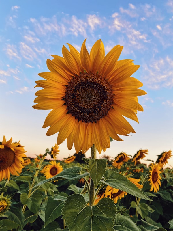Sunshine Yellow Sunflower Bunch
